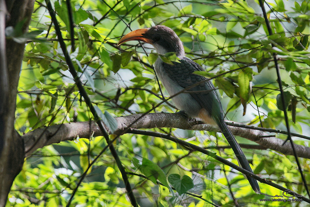 SRI LANKA GREY HORNBILL (Ocyceros gingalensis) - Stäng / close